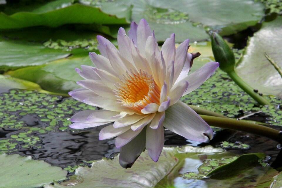 Lotus beautiful fresh
