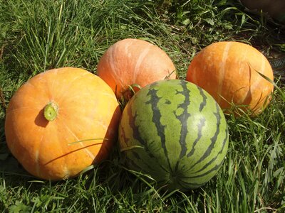Watermelon harvest nutrition