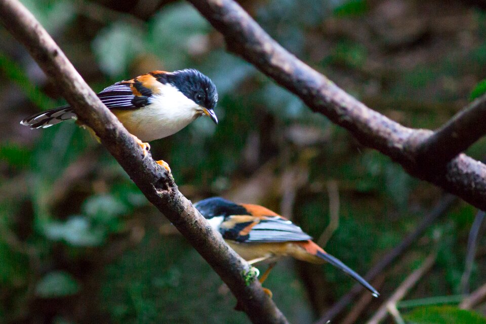After the dance red-tailed birds doi phu kha