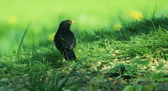 Green summer bird