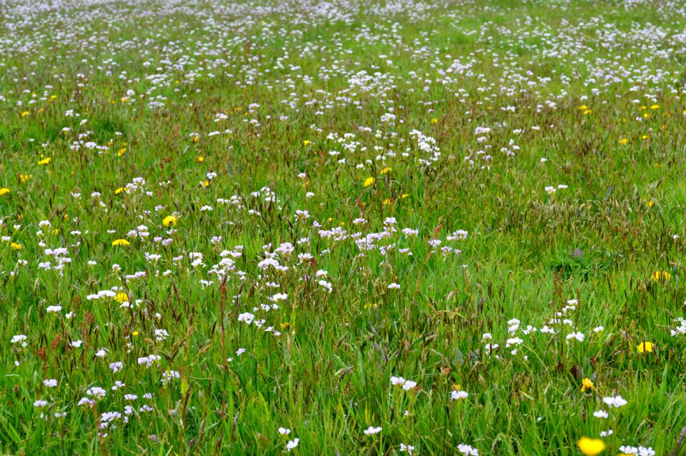 Green summer field