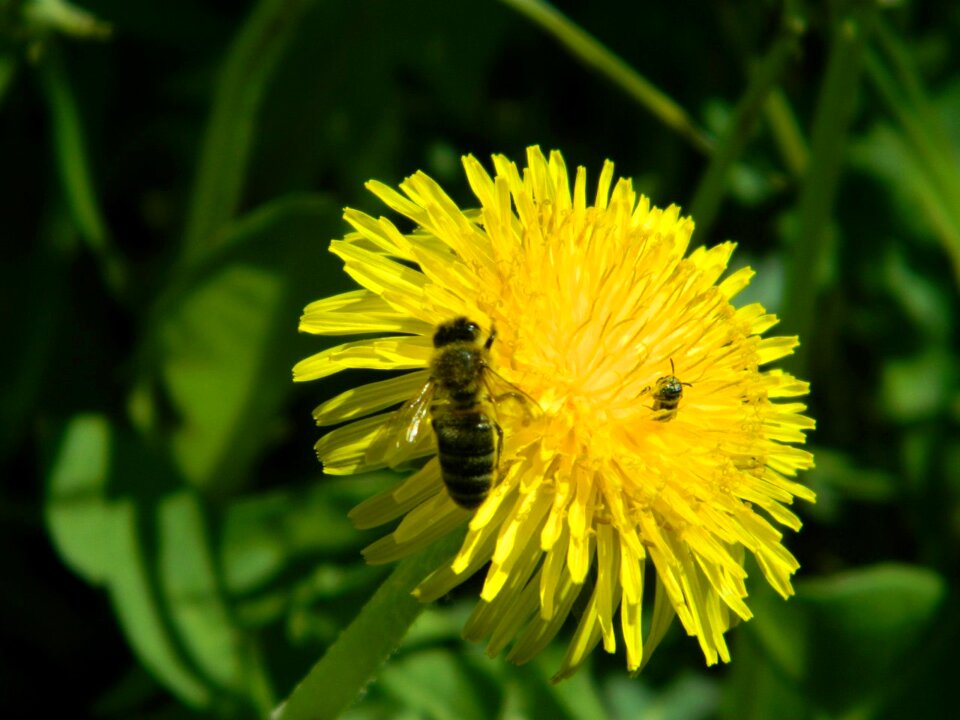Insects bee yellow
