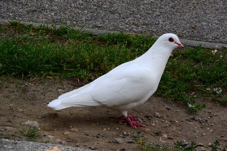 White dove pigeon city bird