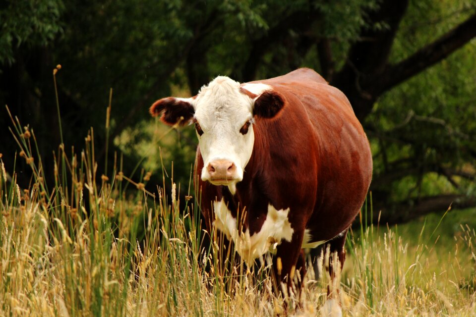 Calf cattle cow photo