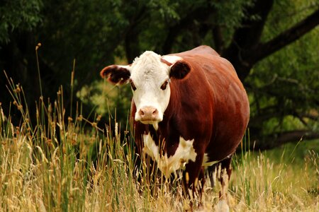 Calf cattle cow photo