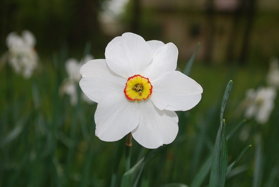 Wild flower floral summer