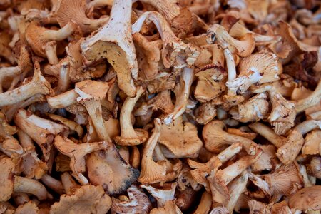 Forest mushrooms mushroom picking fungal species