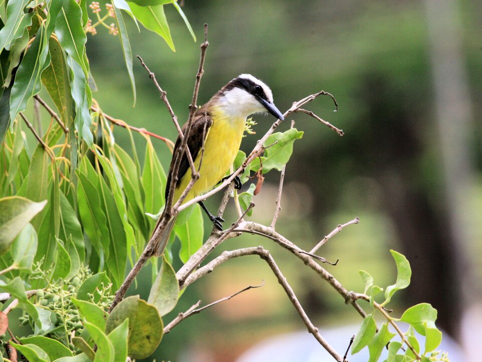 Yellow nature wildlife