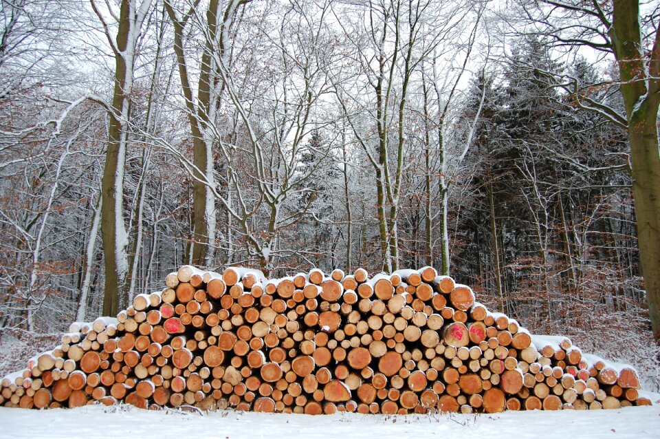 Log snowy pile of wood