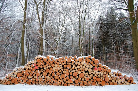 Log snowy pile of wood photo