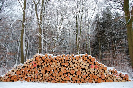 Log snowy pile of wood