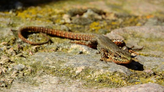 Lizard france podarcis muralis