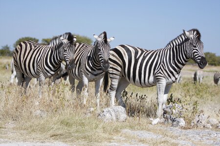 Nature wild animals