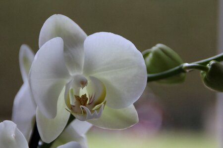 Bloom flower plant