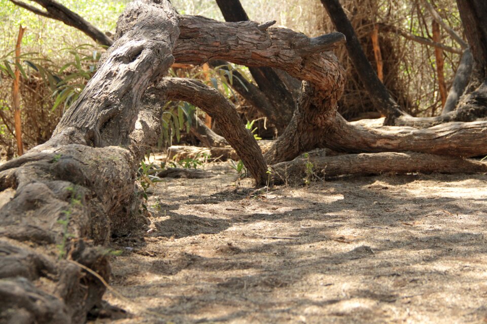 Nature tree wood