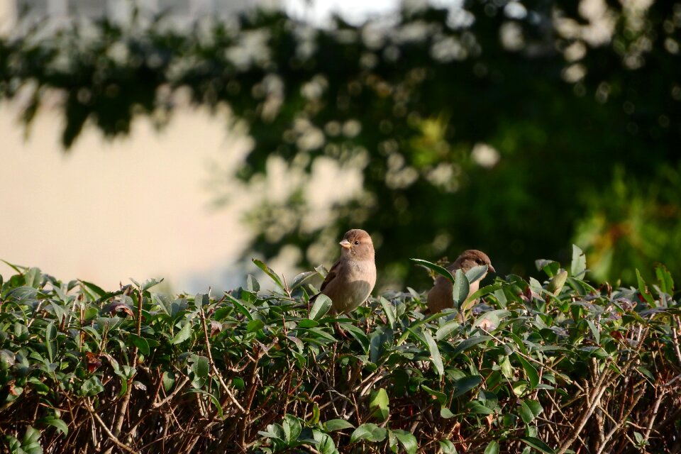 Mláďě house sparrow bird in the bush