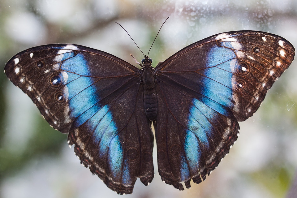 Tropical scale wing scales