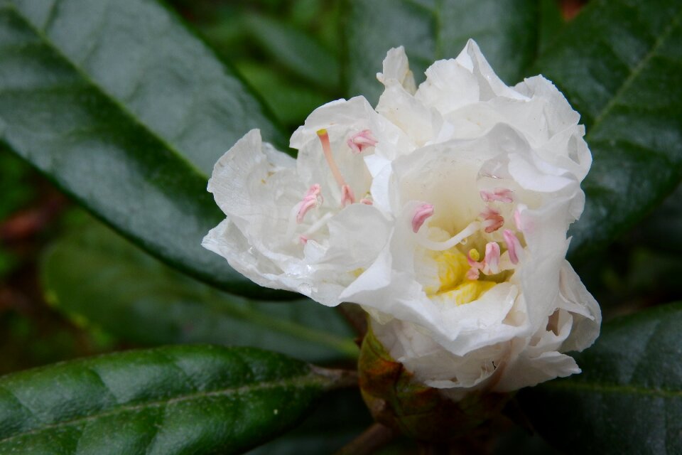 Rhododendron flower white flower
