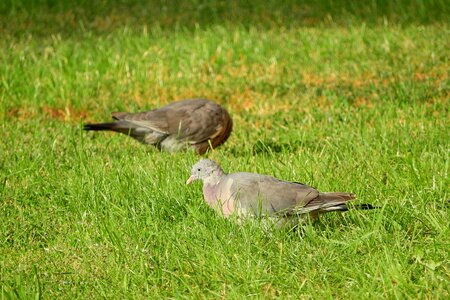 In the grass a bird in the grass pigeon photo