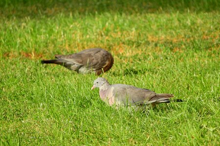 In the grass a bird in the grass pigeon