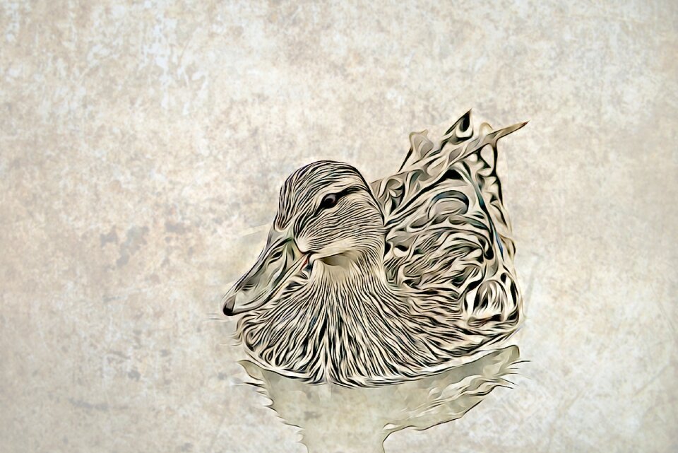 Bird nature vintage
