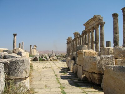 Thistle apamea syria