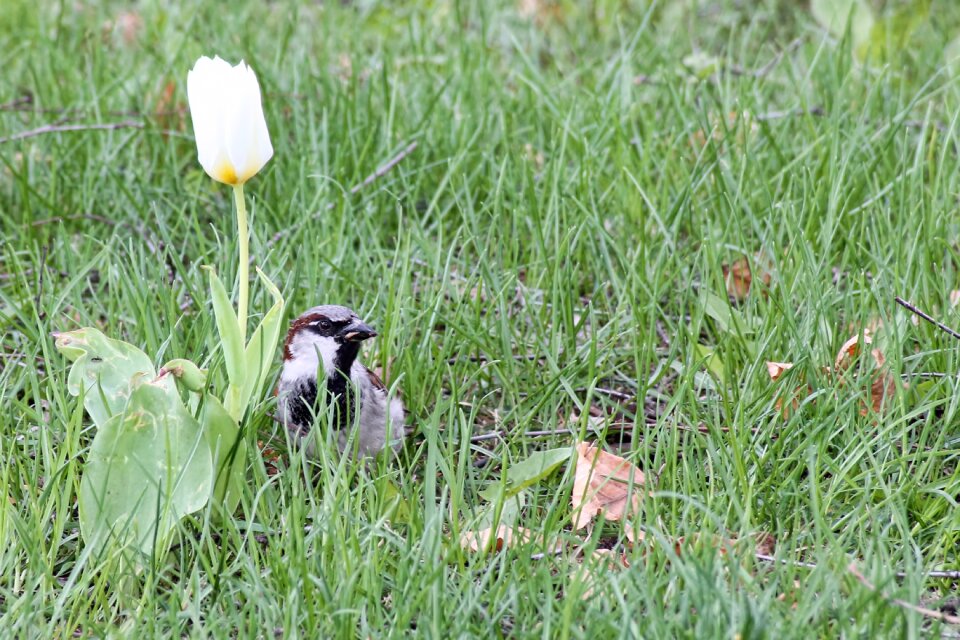 Bloom tulip sparrow