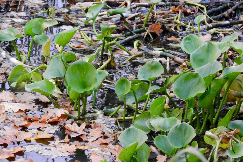 Calla palustris water-plant south bohemia
