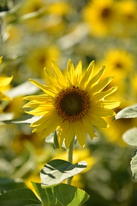 Nature flora yellow photo