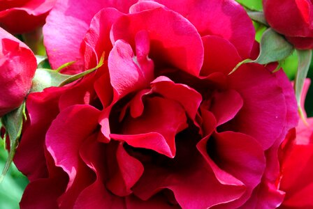 Petals red rose