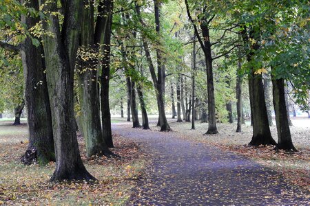 Autumn stromovka czech budejovice photo
