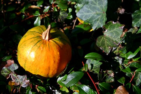 Orange pumpkin decoration photo