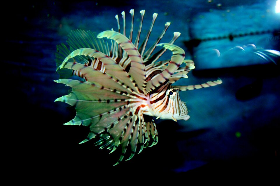 Nature marine animal