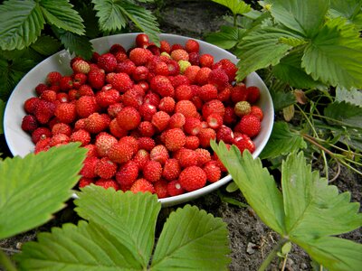 Foliage sweet garden