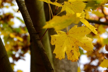 Acer platanoides yellow leaves autumn leaves