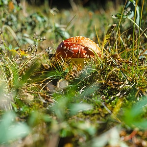Mushroom poisonous toadstool