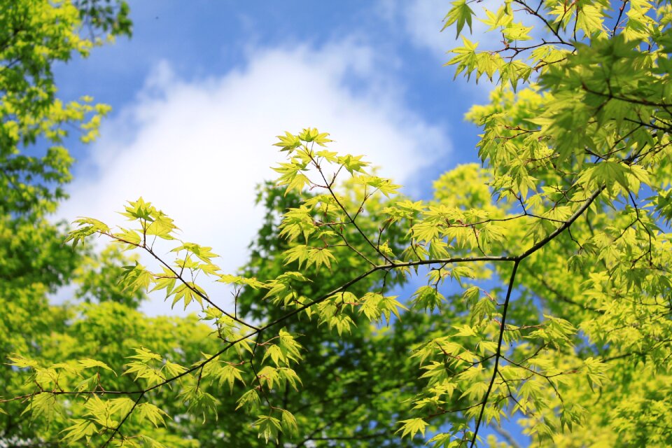 In the early summer spring maple photo