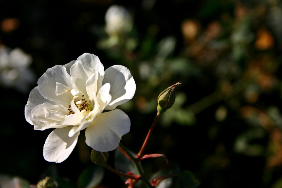 Bloom flower nature