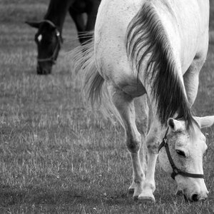 Horses black and white b w photography