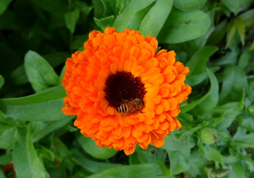 English marigold genda calendula officinalis