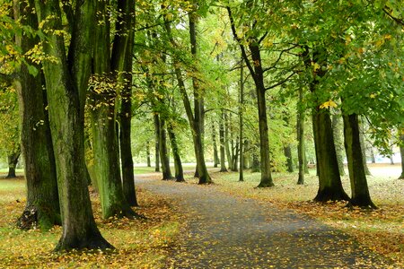 Autumn stromovka czech budejovice photo