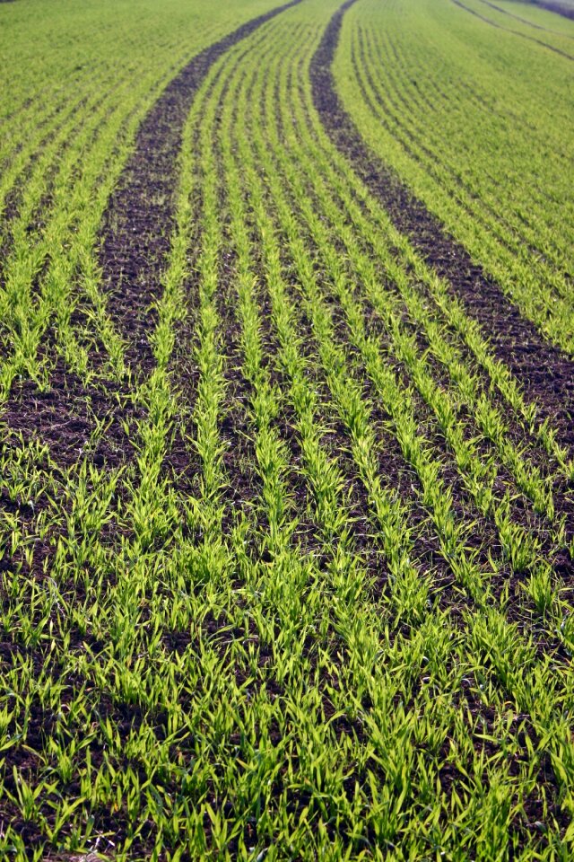 Cultivation getreideanbau spring