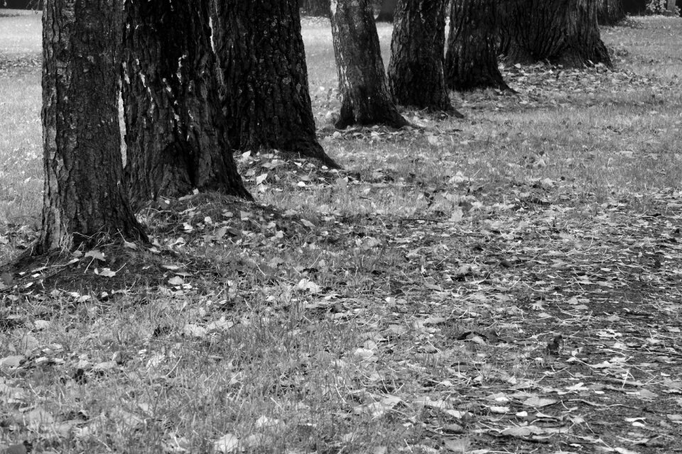 In park autumn fallen leaves