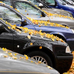 The leaves on the car autumn leaves fallen leaves photo