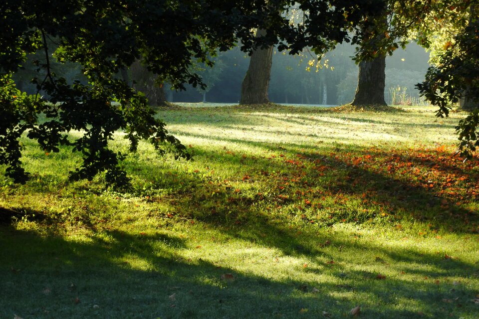 Romantic the morning light in the morning in the park
