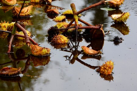 Puddle autumn horse-chestnut photo