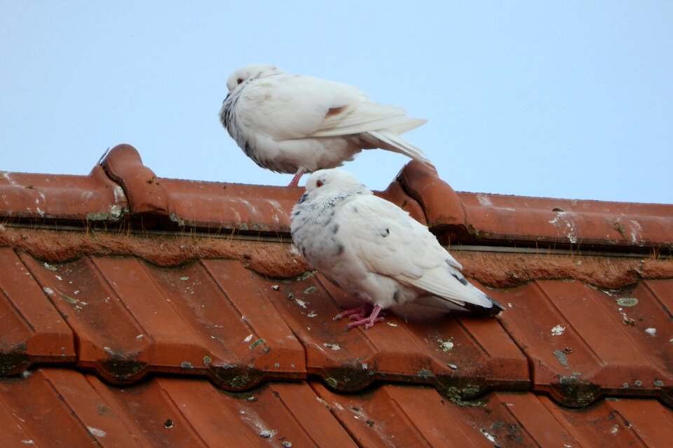 Pigeon city bird on the housetop
