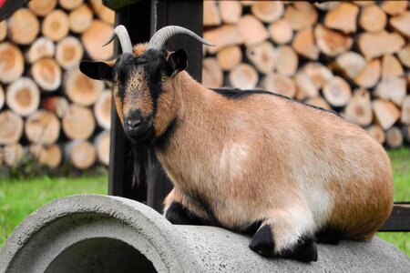Brown goat corners lying goat photo