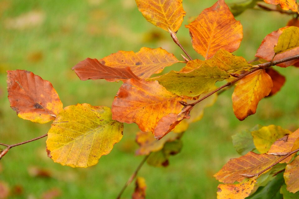 Colorful leaves autumn colors golden autumn