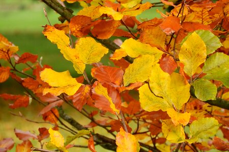 Colorful leaves autumn colors golden autumn photo